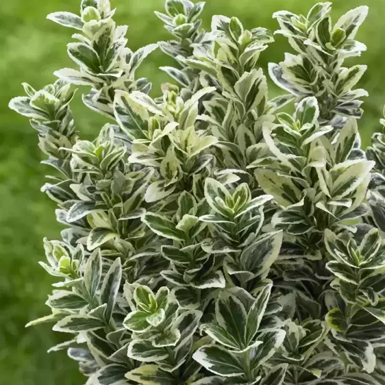 Euonymus japonicus 'White Spire' 2L - image 1