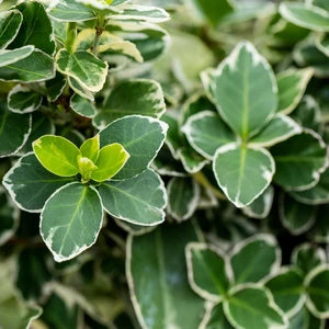 Euonymus 'Silver Queen'