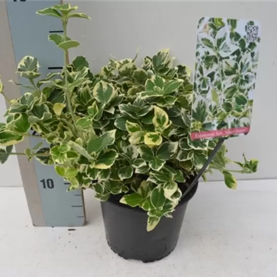 Euonymus fortunei 'Silver Queen' 3L