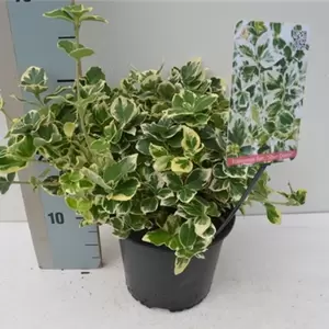 Euonymus fortunei 'Silver Queen' 3L
