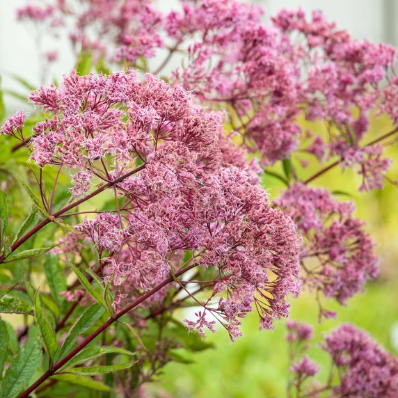 Eupatorium fistulosum 'Atropurpureum'