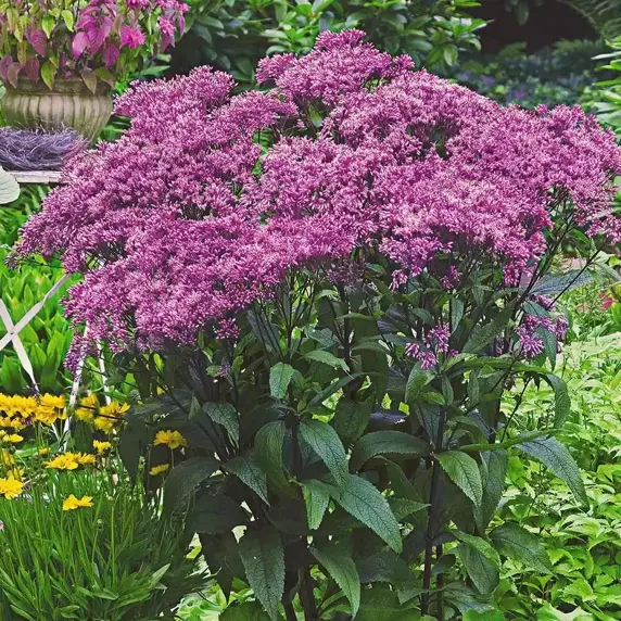 Eupatorium dubium 'Baby Joe' 3L