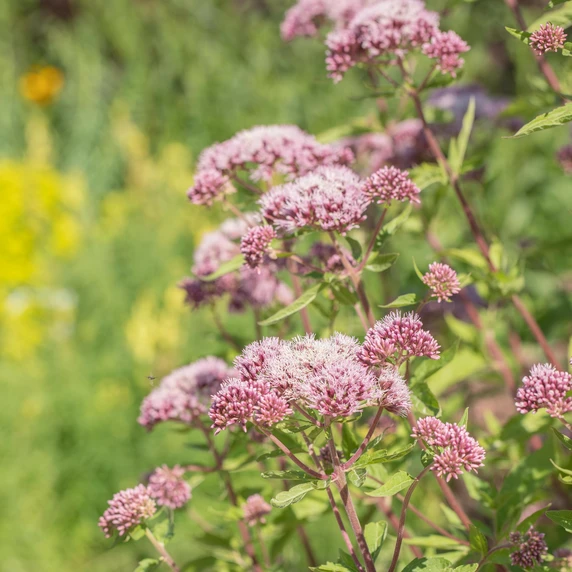 Eupatorium cannabinum