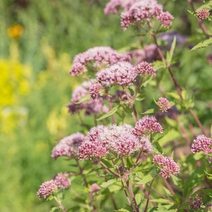Eupatorium cannabinum