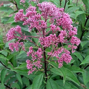 Eupatorium maculatum 'Gateway'