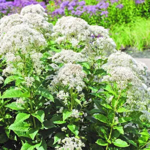 Eupatorium fistulosum f. albidum 'Ivory Towers'
