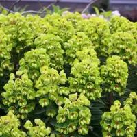 Euphorbia
