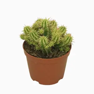 Euphorbia aggregata variegata