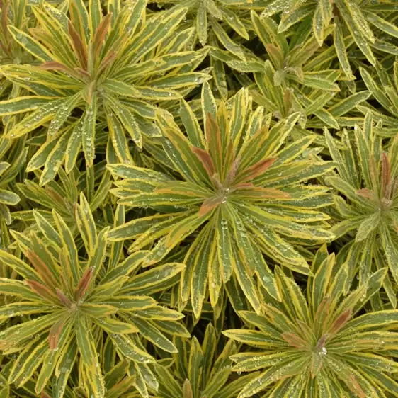 Euphorbia x martini 'Ascot Rainbow'®  - Photo courtesy of Walters Gardens, Inc