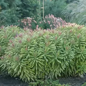 Euphorbia x martini 'Ascot Rainbow'®  - Photo courtesy of Walters Gardens, Inc