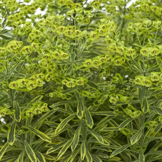 Euphorbia x martini 'Ascot Rainbow'®  - Photo courtesy of Walters Gardens, Inc