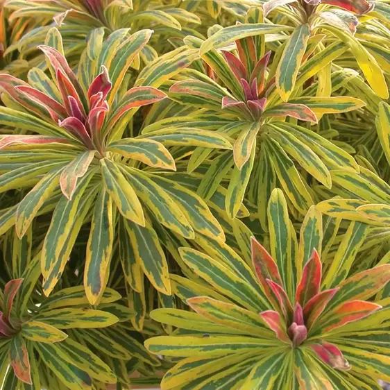 Euphorbia x martini 'Ascot Rainbow'®  - Photo courtesy of Walters Gardens, Inc