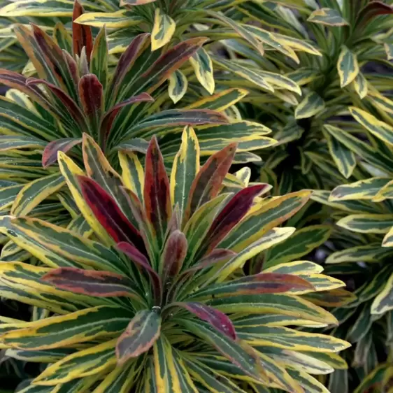 Euphorbia x martini 'Ascot Rainbow'® -  Photo courtesy of Plants for Europe