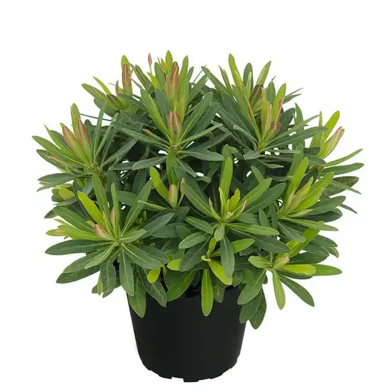 Euphorbia 'Athene'