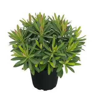 Euphorbia 'Athene'