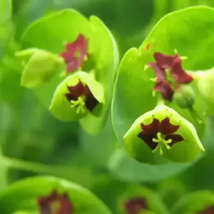 Euphorbia x martinii 'Baby Charm' 1L - image 2