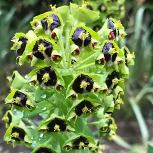 Euphorbia characias 'Black Pearl' 2L - image 1