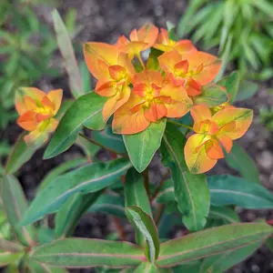 Picture - Plants For Europe