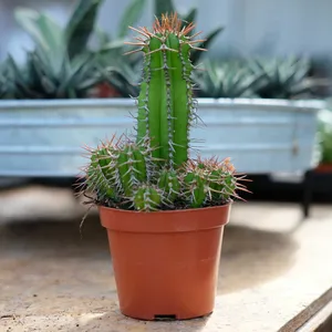 Euphorbia fruticosa 8.5cm
