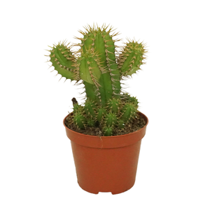 Euphorbia fruticosa 8.5cm
