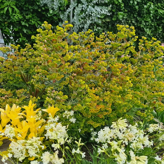 Image Credit: Plantipp BV®