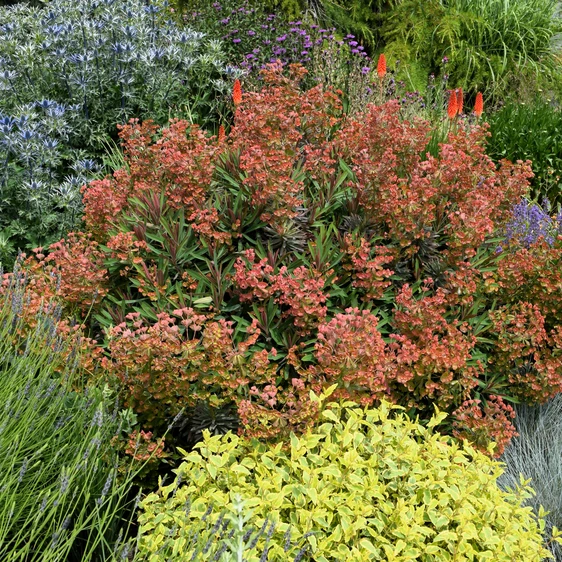 Image Credit: Plantipp BV®