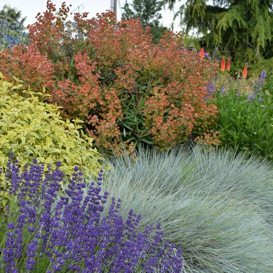 Image Credit: Plantipp BV®