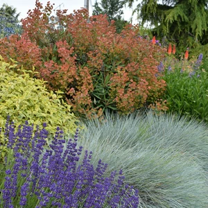 Image Credit: Plantipp BV®