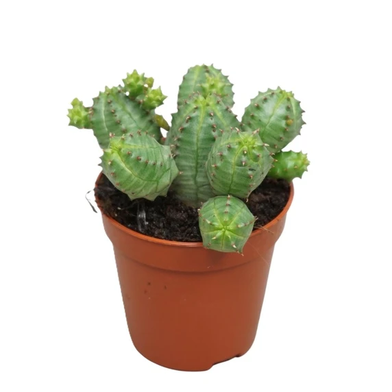 Euphorbia globosa