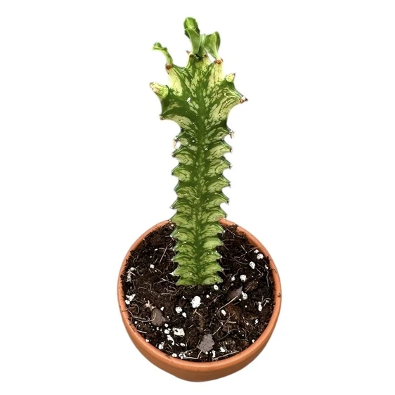 Euphorbia lactea 'Variegata' - image 2