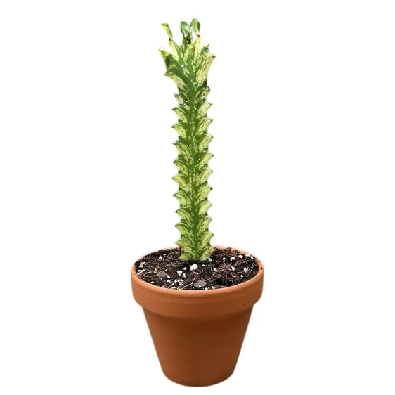 Euphorbia lactea 'Variegata' - image 1