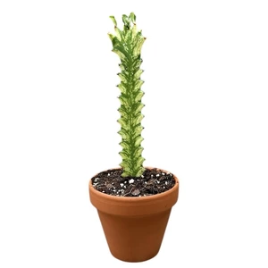 Euphorbia lactea 'Variegata' - image 1