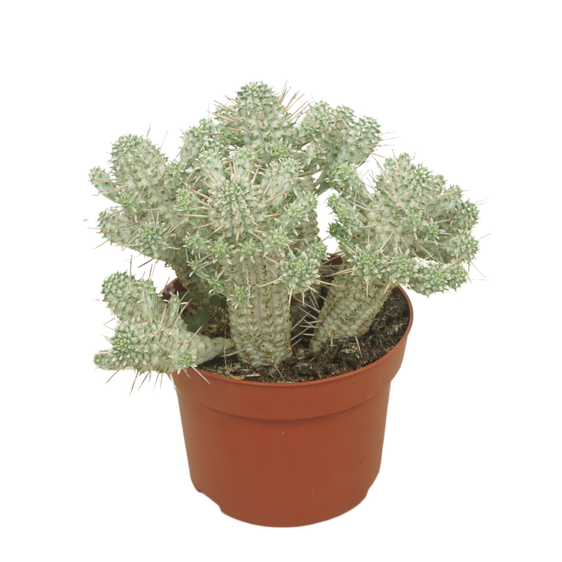 Euphorbia mammillaris variegata 13cm
