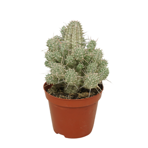 Euphorbia mammillaris variegata 8.5cm - image 2