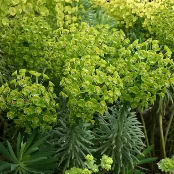 Euphorbia × martinii 2L