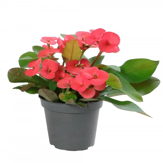 Euphorbia milii