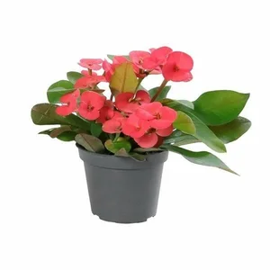 Euphorbia milii 'Eos'