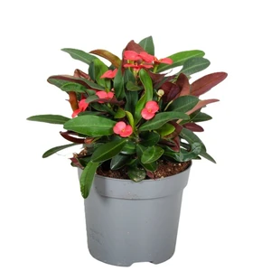 Euphorbia milii 'Olimpia'