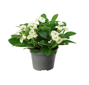 Euphorbia milii 'White'