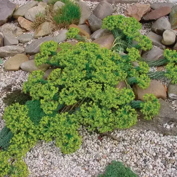 Euphorbia myrsinites 9cm