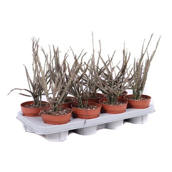 Euphorbia platyclada 12cm