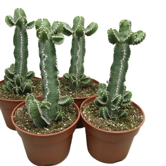 Euphorbia polyacantha