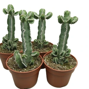 Euphorbia polyacantha