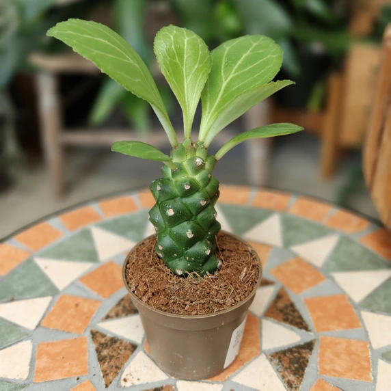 Euphorbia ritchiei - image 1