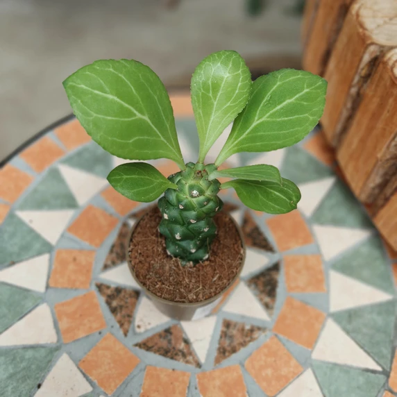Euphorbia ritchiei - image 2