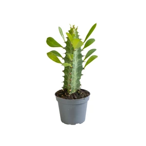 Euphorbia trigona - Green