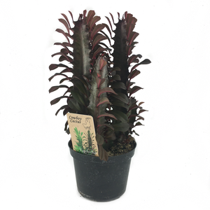 Euphorbia trigona 'Rubra' 12cm