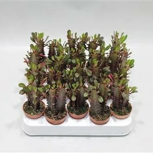 Euphorbia trigona 'Rubra' 5cm