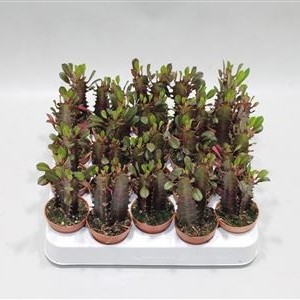 Euphorbia trigona 'Rubra' 5cm