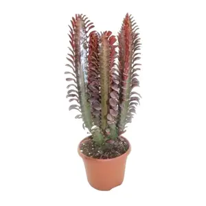 Euphorbia trigona 'Rubra' 17cm